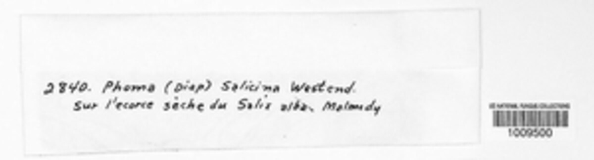 Phomopsis salicina image